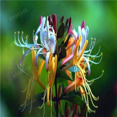 Multicolored honeysuckle flower in vibrant hues