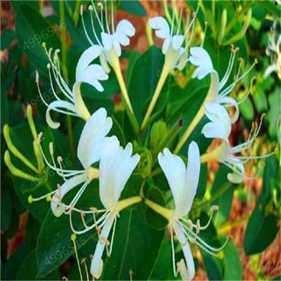 White honeysuckle flower in bloom – close-up view