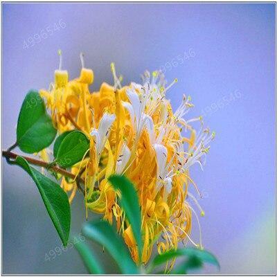 Cluster of yellow honeysuckle flowers against green foliage