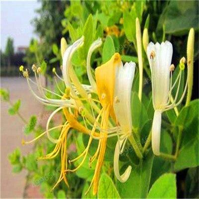 Yellow honeysuckle flowers blooming near a sidewalk