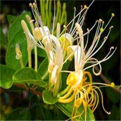 Spiraled yellow honeysuckle bloom with curling petals