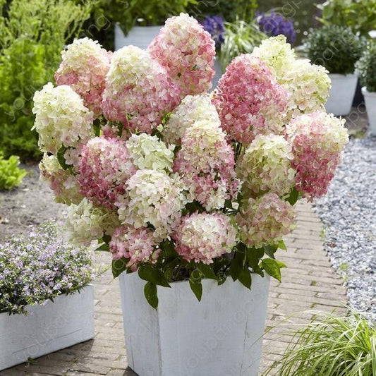 Hydrangea Paniculata Flower Seeds – Colorful Hardy Shrubs for Your Garden - Seed World