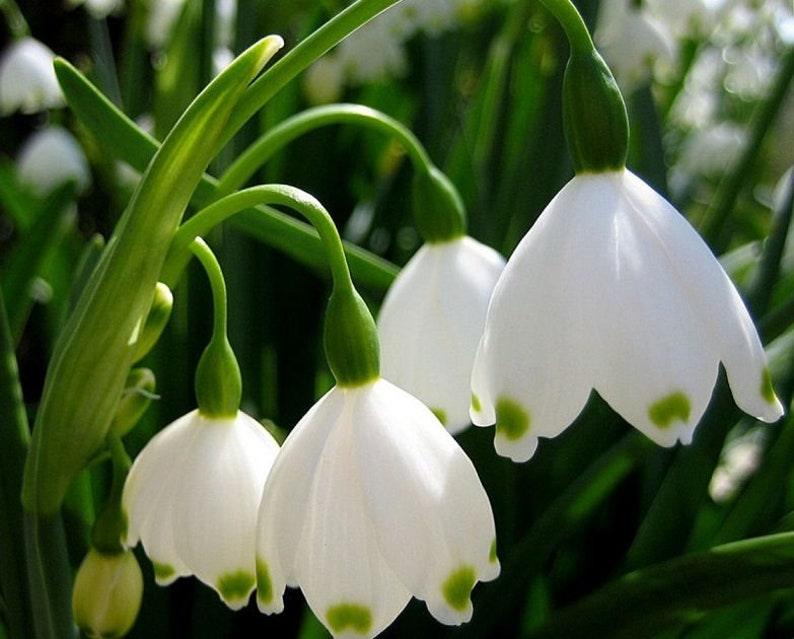 6 Bulbs Leucojum Aestivum-Summer Snowflake(Pack of 6 Lrg Bulbs) - Seed World