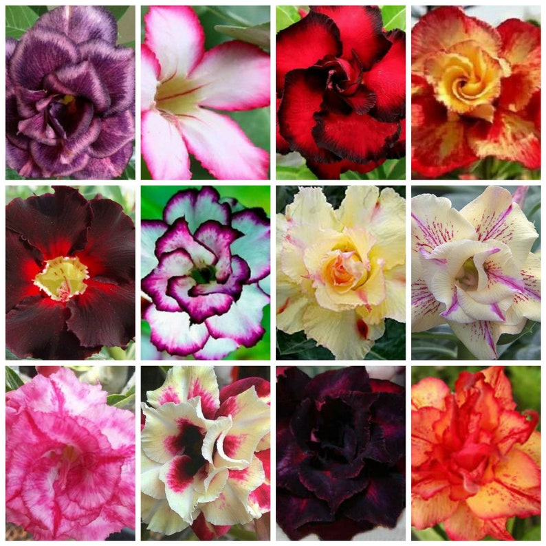 4 Desert Rose Seeds – Adenium Obesum