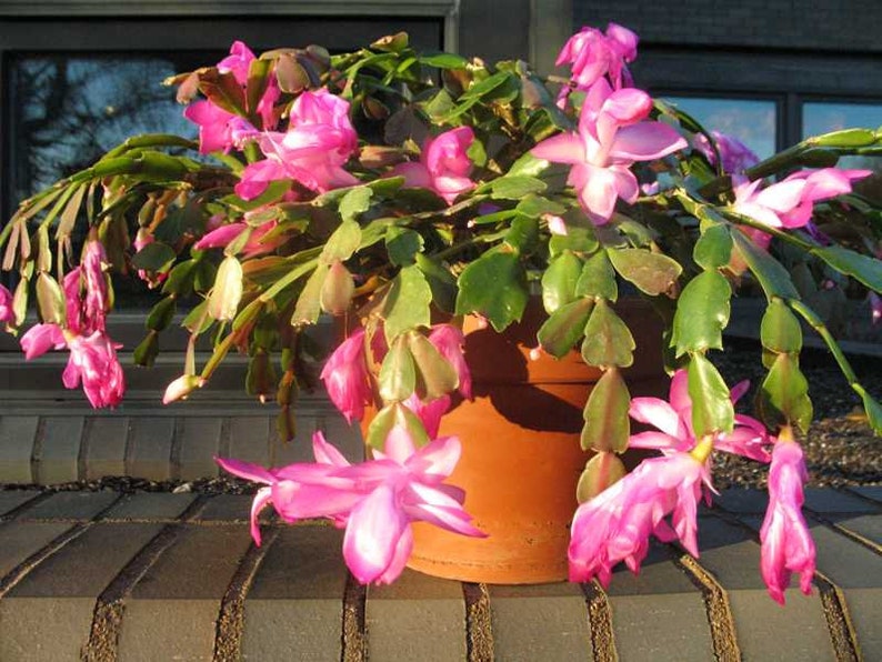 25 Christmas Cactus Seeds - Thanksgiving Cactus