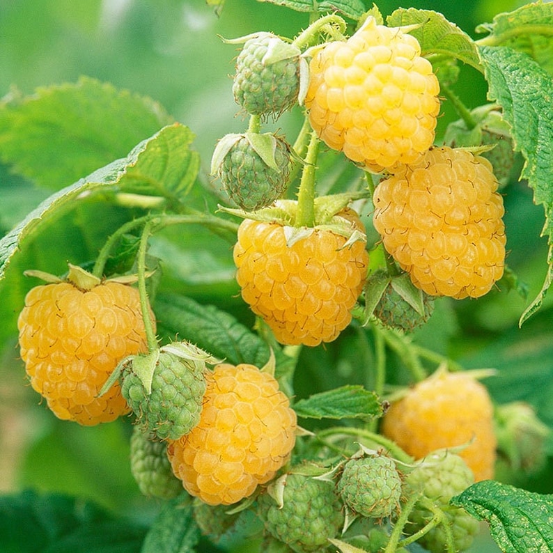 Golden Raspberry Seeds – Homegrown Yellow Raspberries