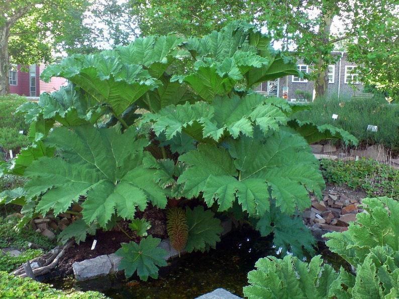 20 Gunnera Manicata - Giant Rhubarb Seeds - Seed World