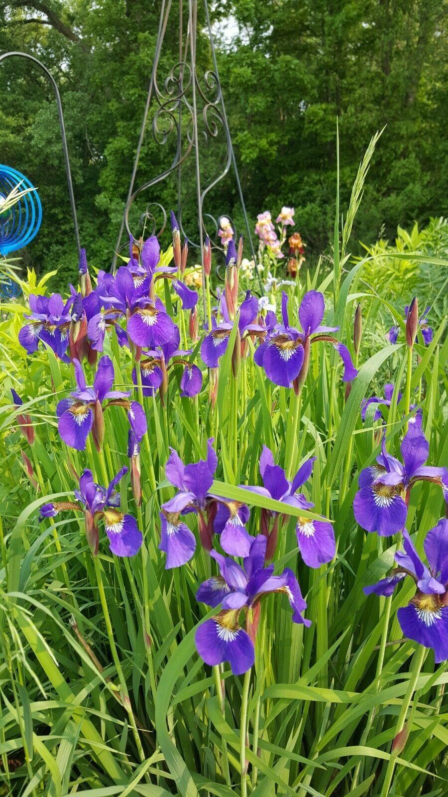 Iris seeds - Heirloom Tectorum Perennial Flower - Seed World
