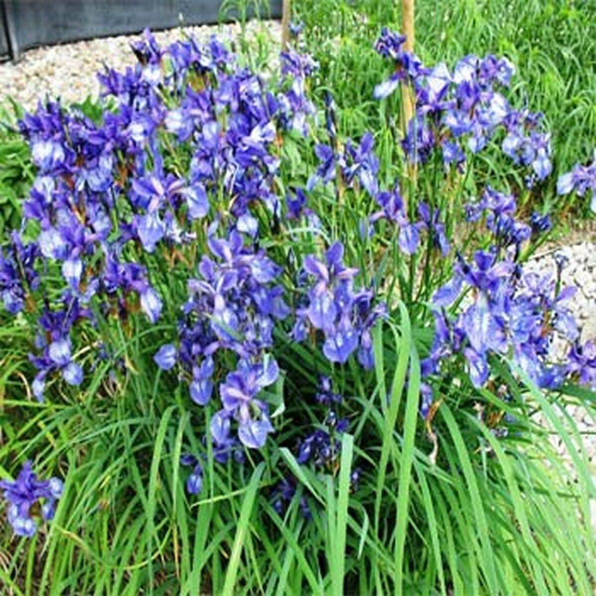 Iris seeds - Heirloom Tectorum Perennial Flower - Seed World