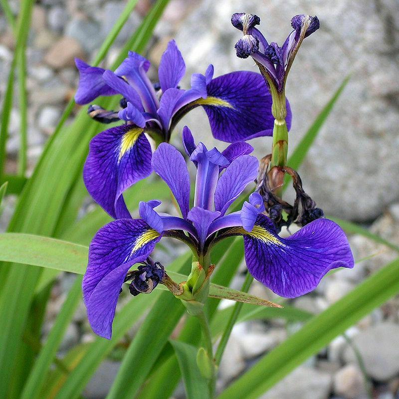 Iris seeds - Heirloom Tectorum Perennial Flower - Seed World