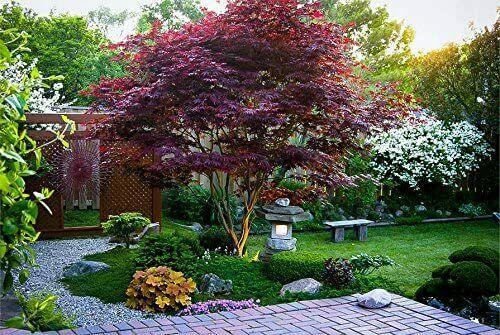 Japanese Maple Tree Seeds - Seed World