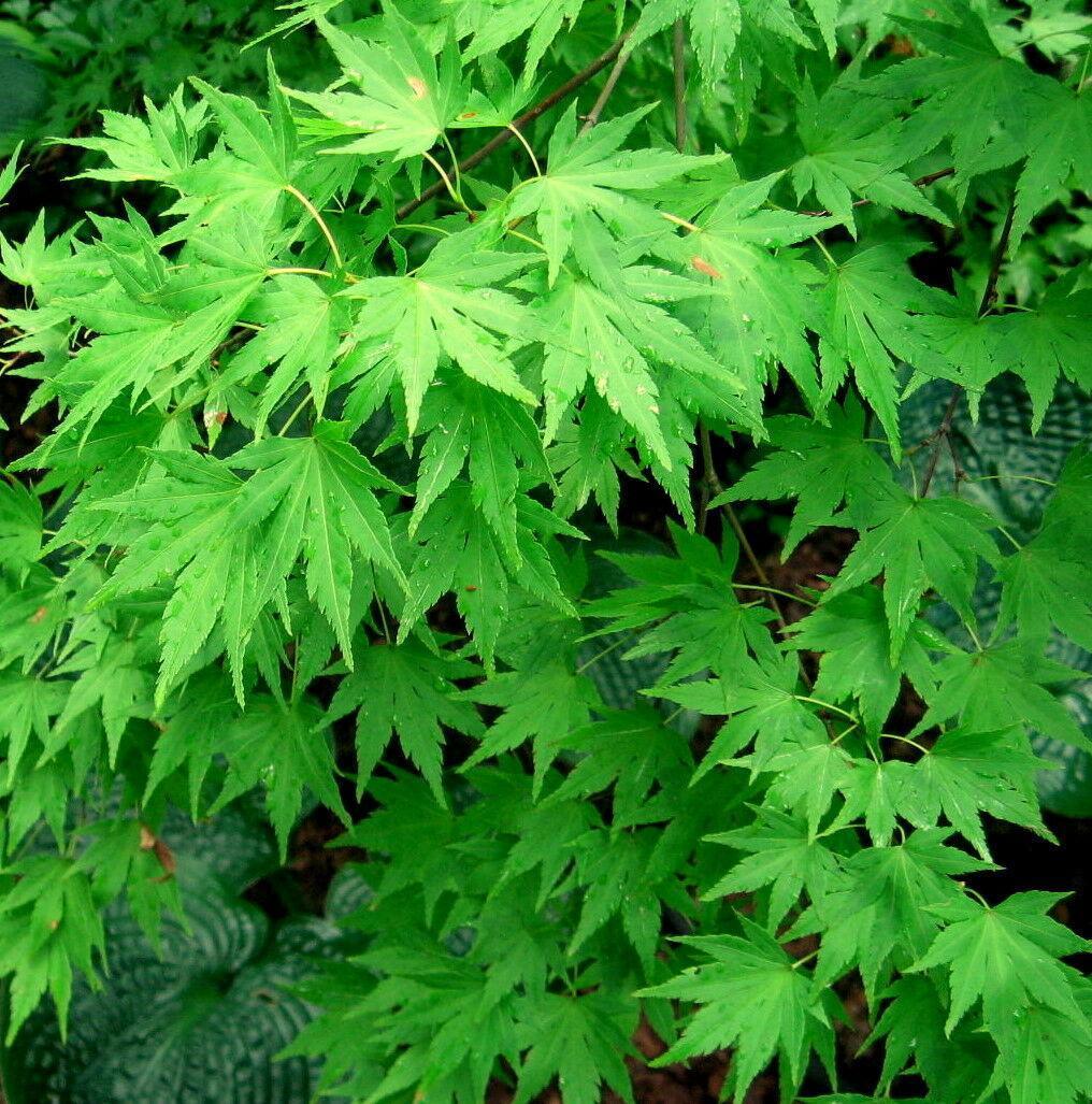 Japanese Maple Tree Seeds – Acer palmatum - Seed World