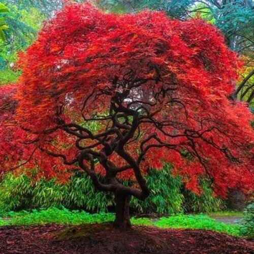 Vibrant Japanese maple tree with cascading bright-red foliage and an artfully twisted trunk in a lush garden setting