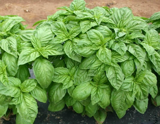 Large Leaf Italian Basil Seeds - Seed World
