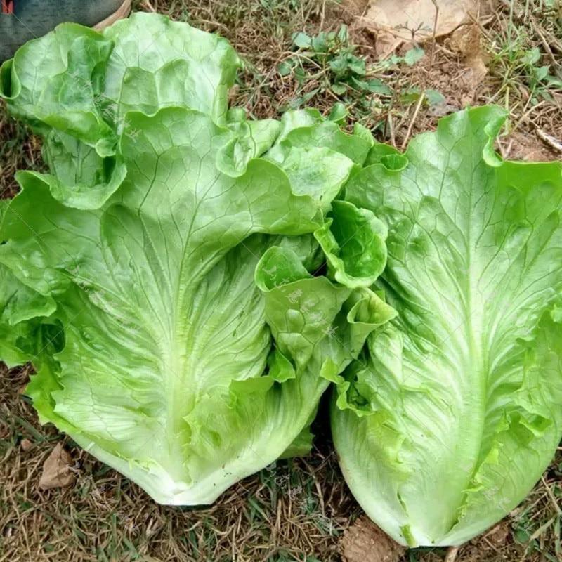 Lettuce Seeds - good taste, easy to grow. - Seed World