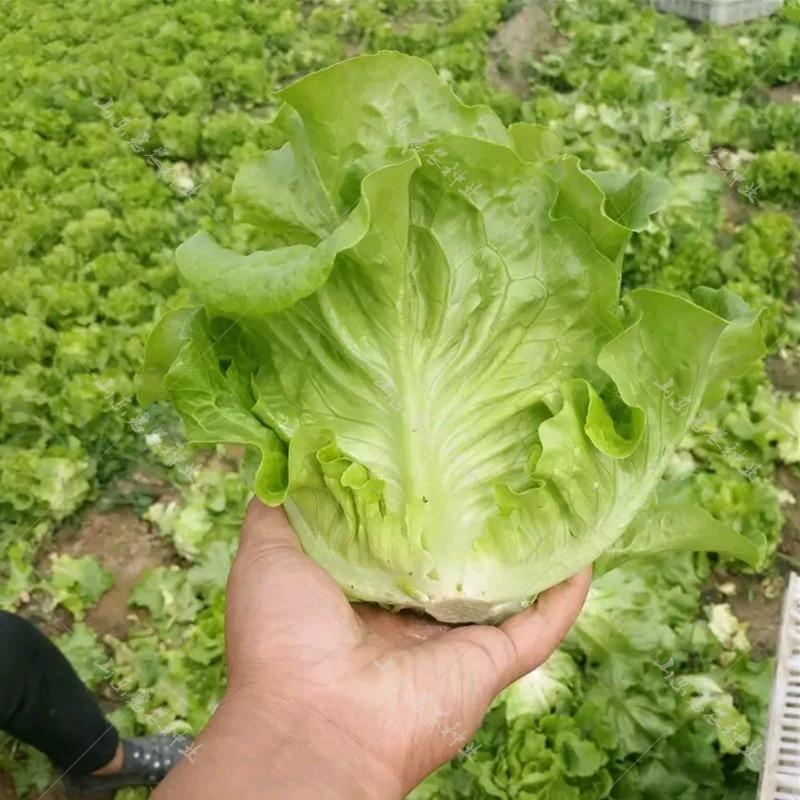 Lettuce Seeds - good taste, easy to grow. - Seed World