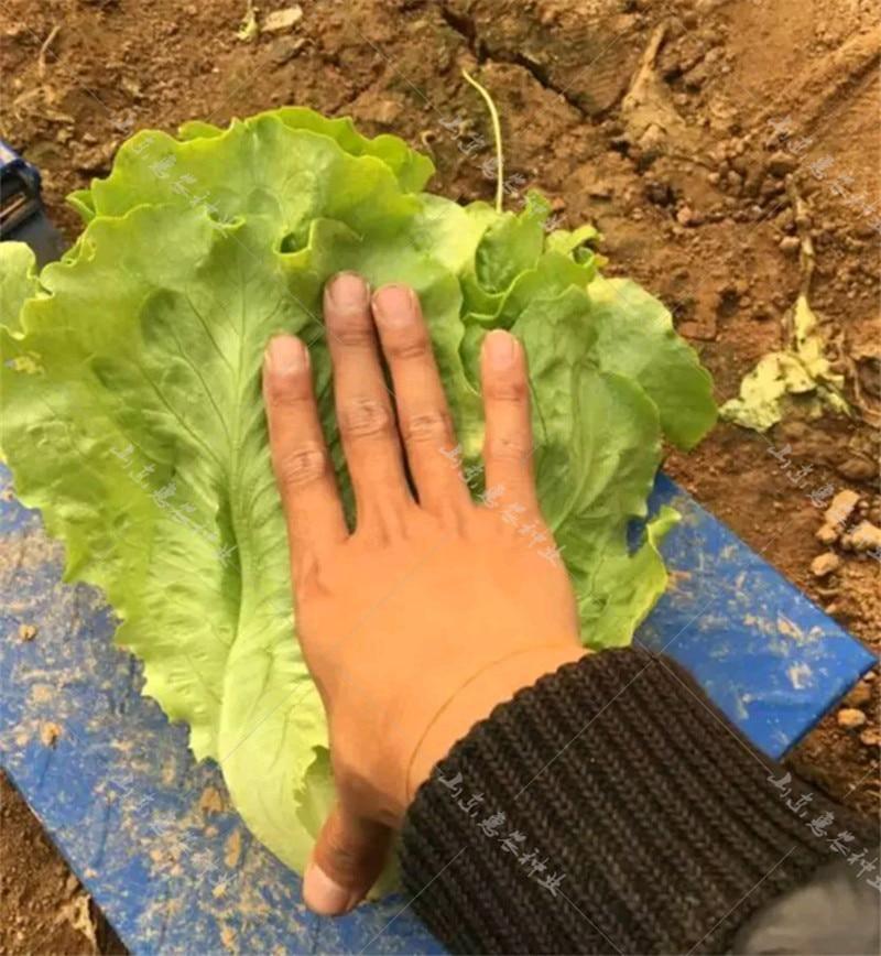 Lettuce Seeds - good taste, easy to grow. - Seed World