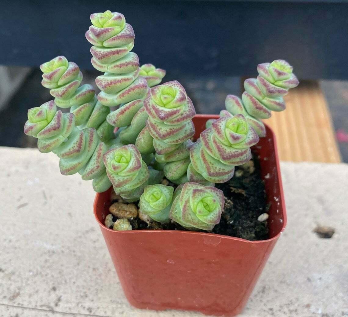 Live Rare Crassula cv. 'Jade Necklace' Succulent Plant rooted in 2'' plant pot - Seed World