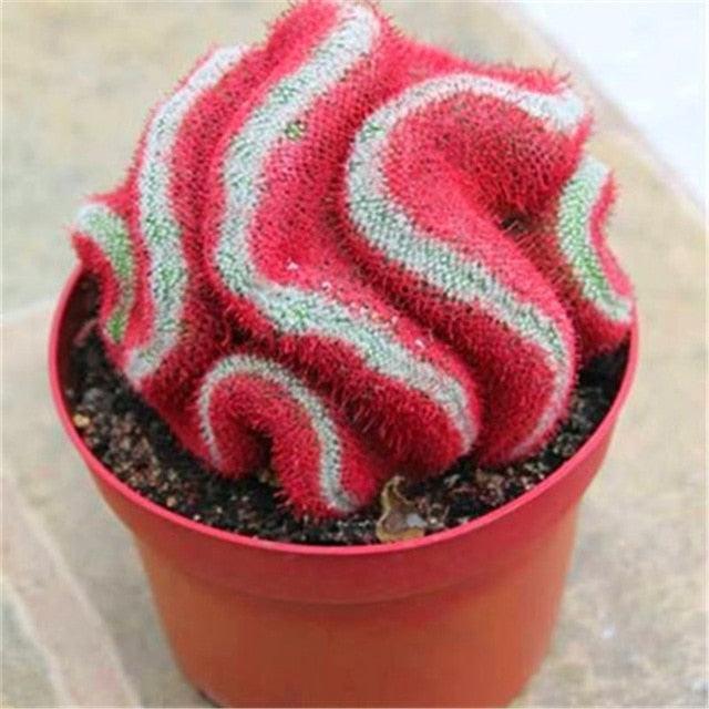 Living Stones Lithops seeds - Seed World