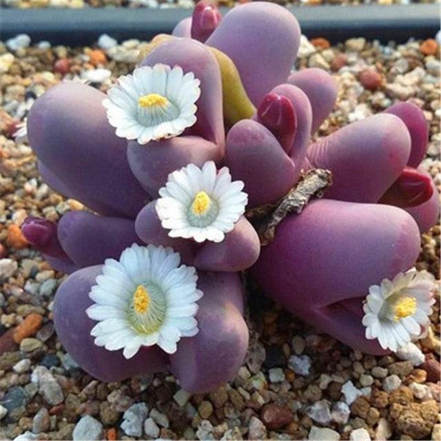 Living Stones Lithops seeds - Seed World