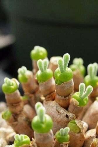 Living Stones Lithops seeds - Seed World