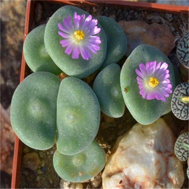 Living Stones Lithops seeds - Seed World