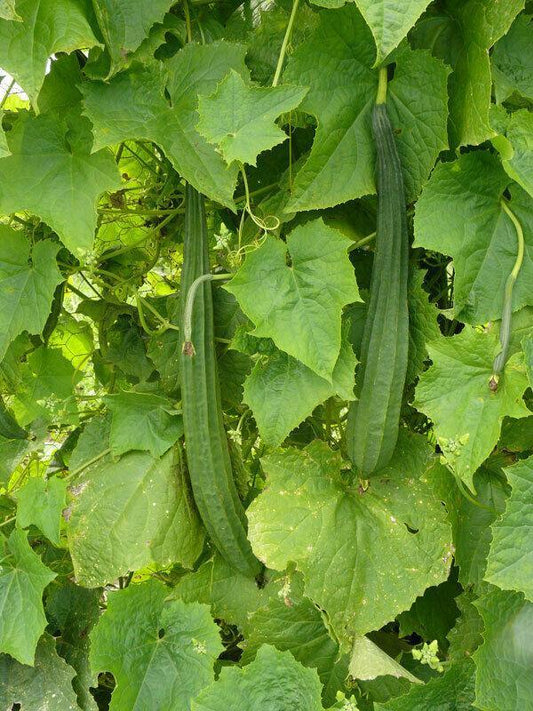 Loofah Gourd Seeds (Luffa cylindrica) β Natural Sponge Plant - Seed World