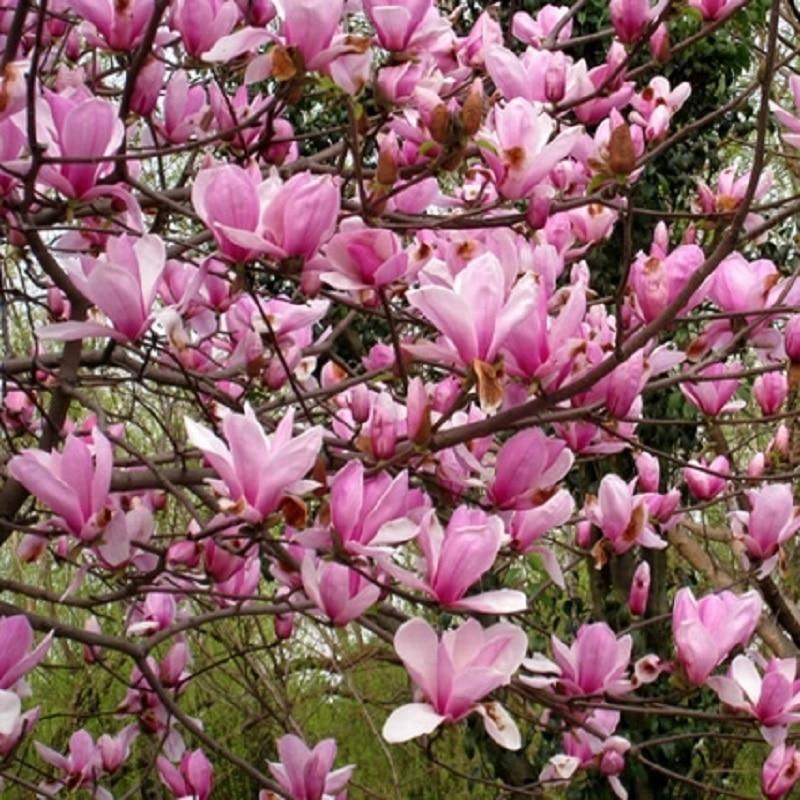 Magnolia Seeds - 5pcs - Seed World