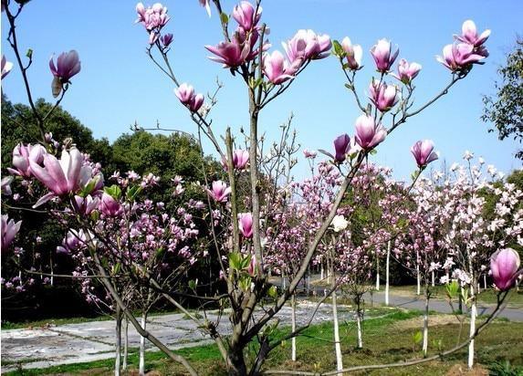 Magnolia Seeds - 5pcs - Seed World