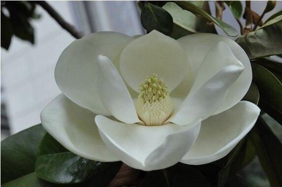 Magnolia Seeds - 5pcs - Seed World