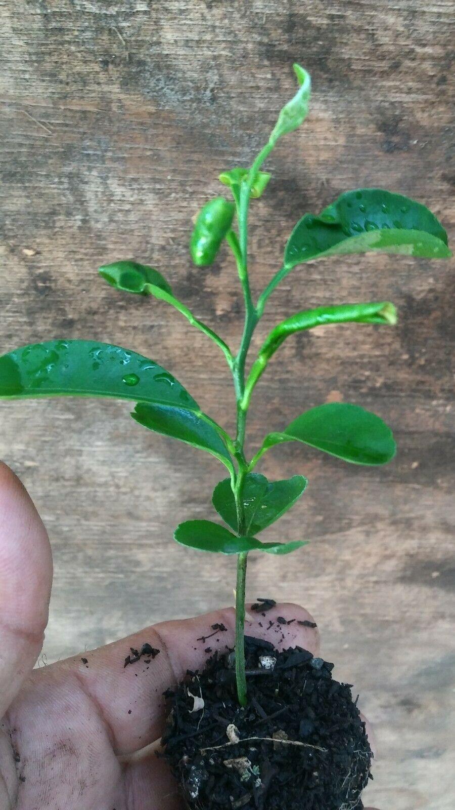 Mandarin Tangerine Orange Fruit Tree Real Live Plant 1'' to 5'' - Seed World