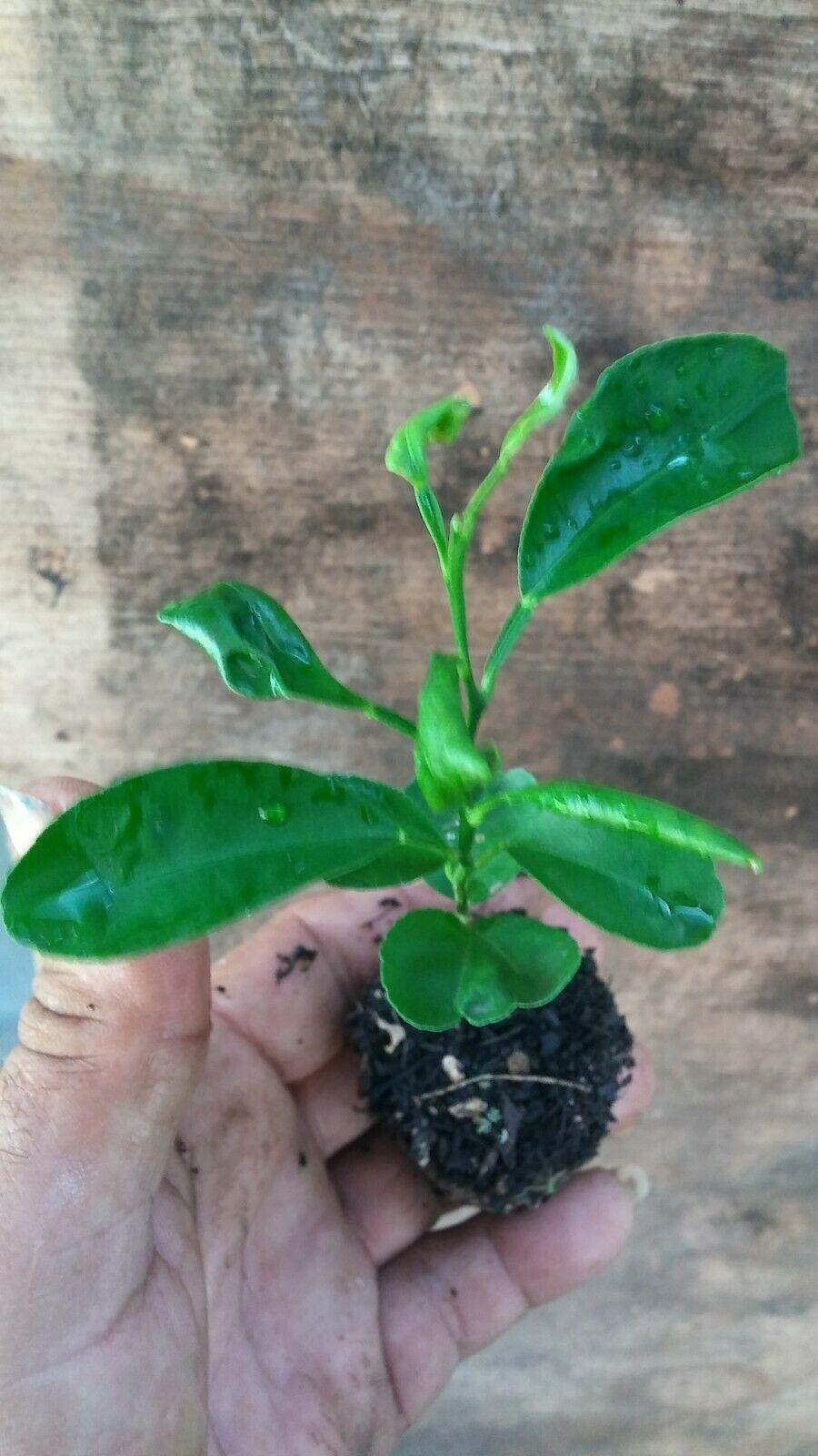 Mandarin Tangerine Orange Fruit Tree Real Live Plant 1'' to 5'' - Seed World