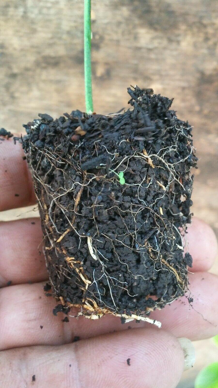 Mandarin Tangerine Orange Fruit Tree Real Live Plant 1'' to 5'' - Seed World
