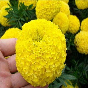 Marigold Chrysanthemum Flower - 25 Seeds - Seed World