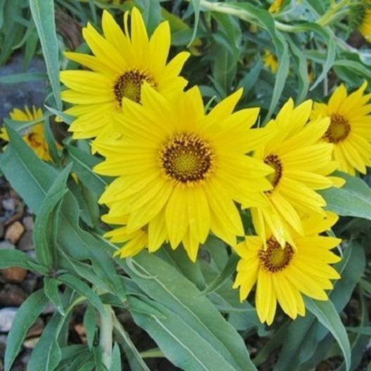 Maximilian Sunflower Flower Seeds - Seed World