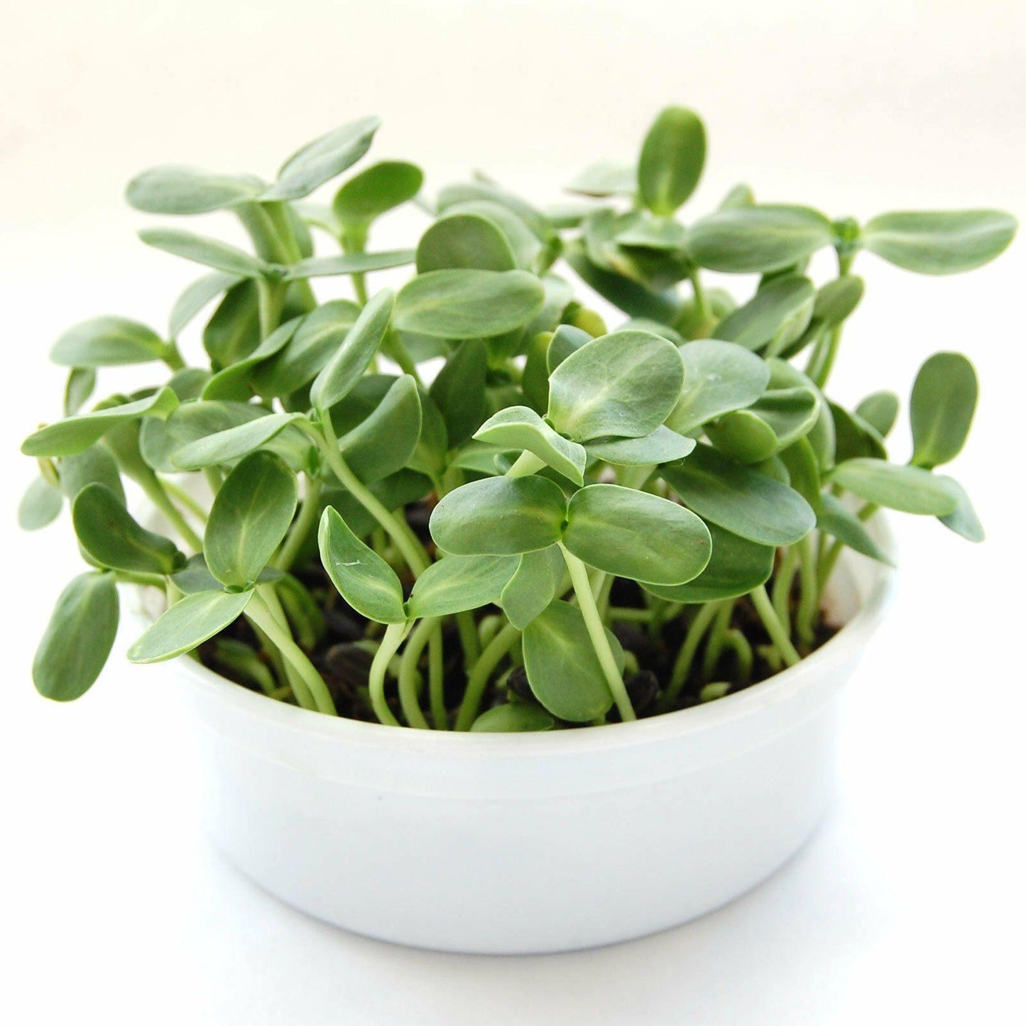 Mini Microgreens Growing Kits - Seed World