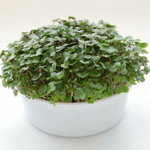 Mini Microgreens Growing Kits - Seed World