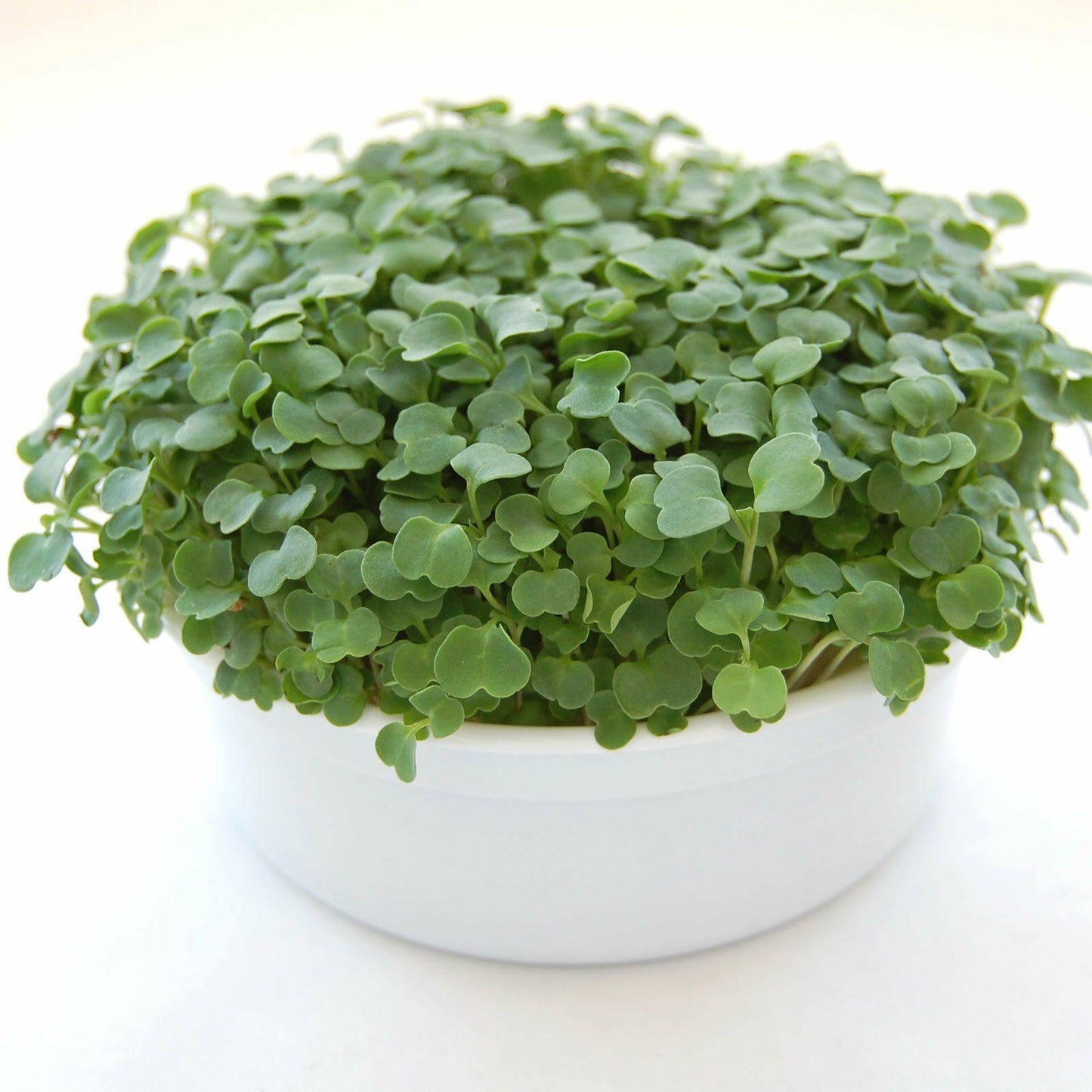 Mini Microgreens Growing Kits - Seed World