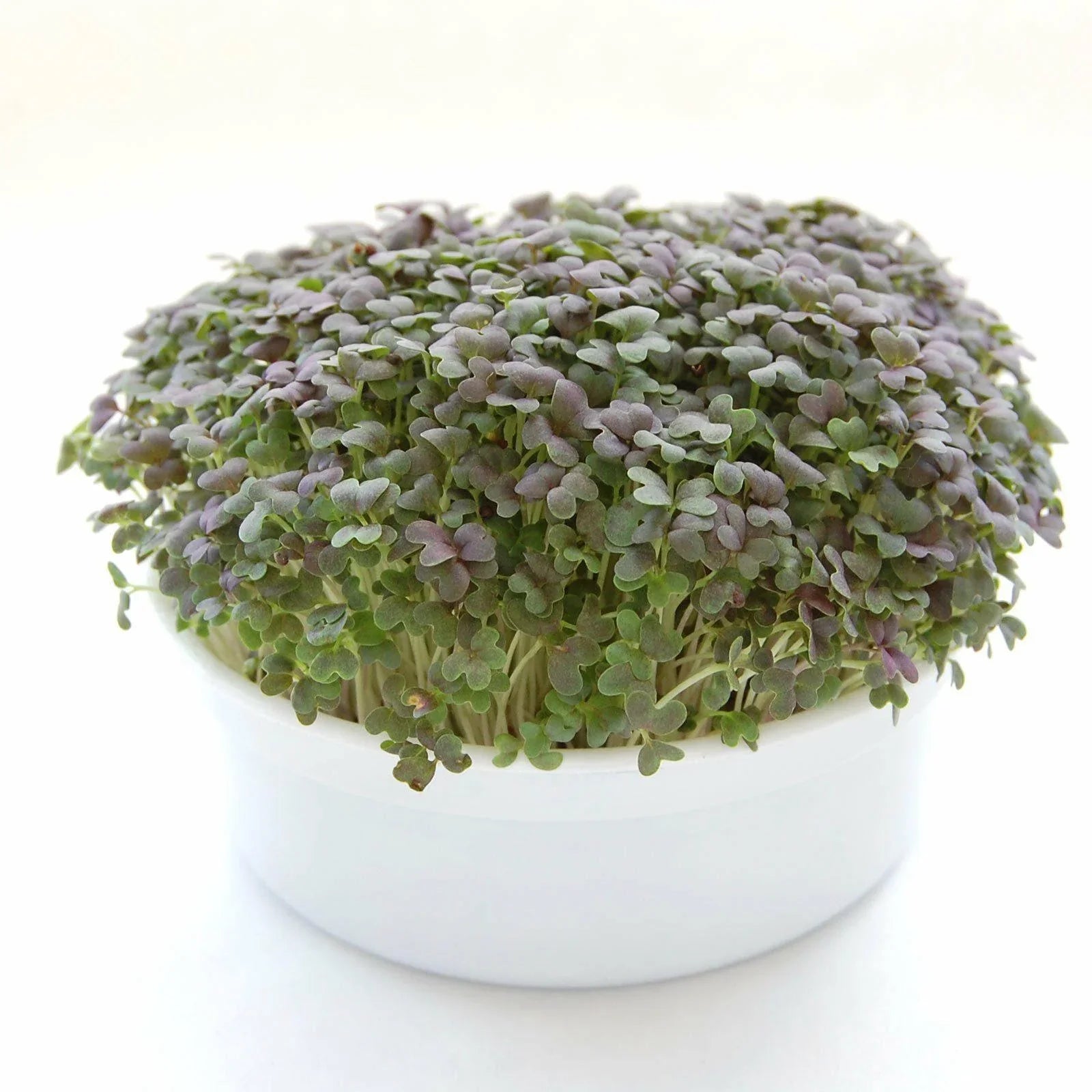 Mini Microgreens Growing Kits - Seed World