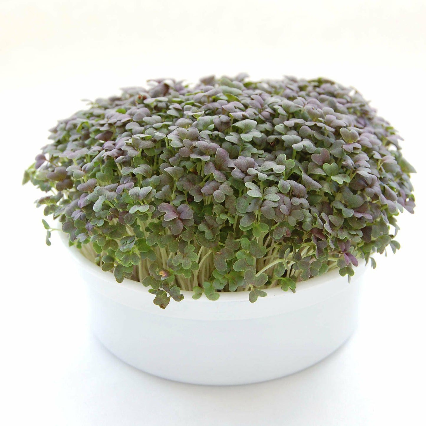 Mini Microgreens Growing Kits - Seed World