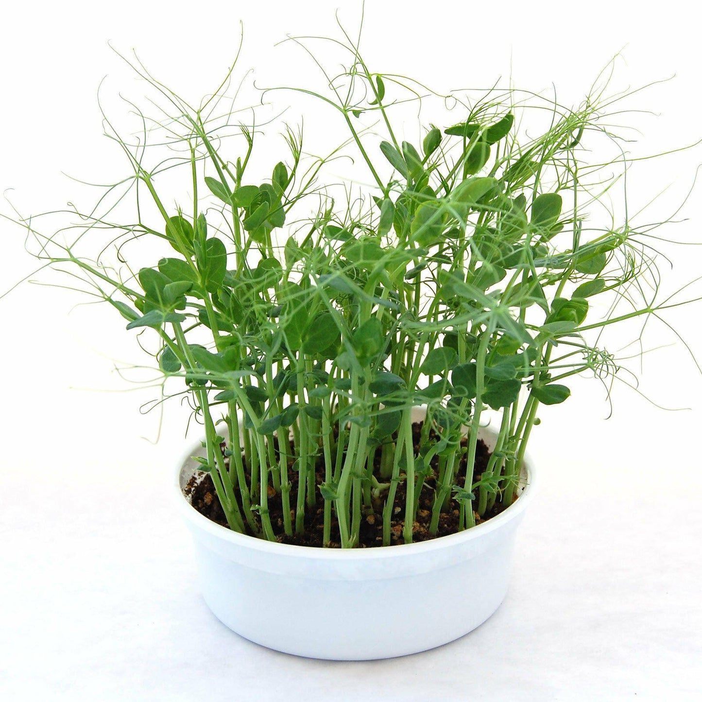 Mini Microgreens Growing Kits - Seed World