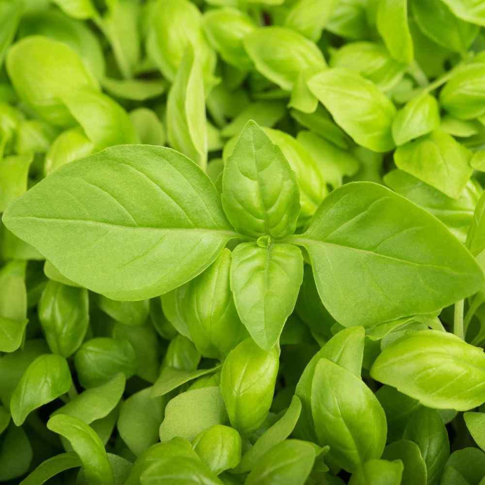 Mint Mix Seeds | 4 Packs (Peppermint, Spearmint, Lemon Mint, Lemon Balm) - Seed World