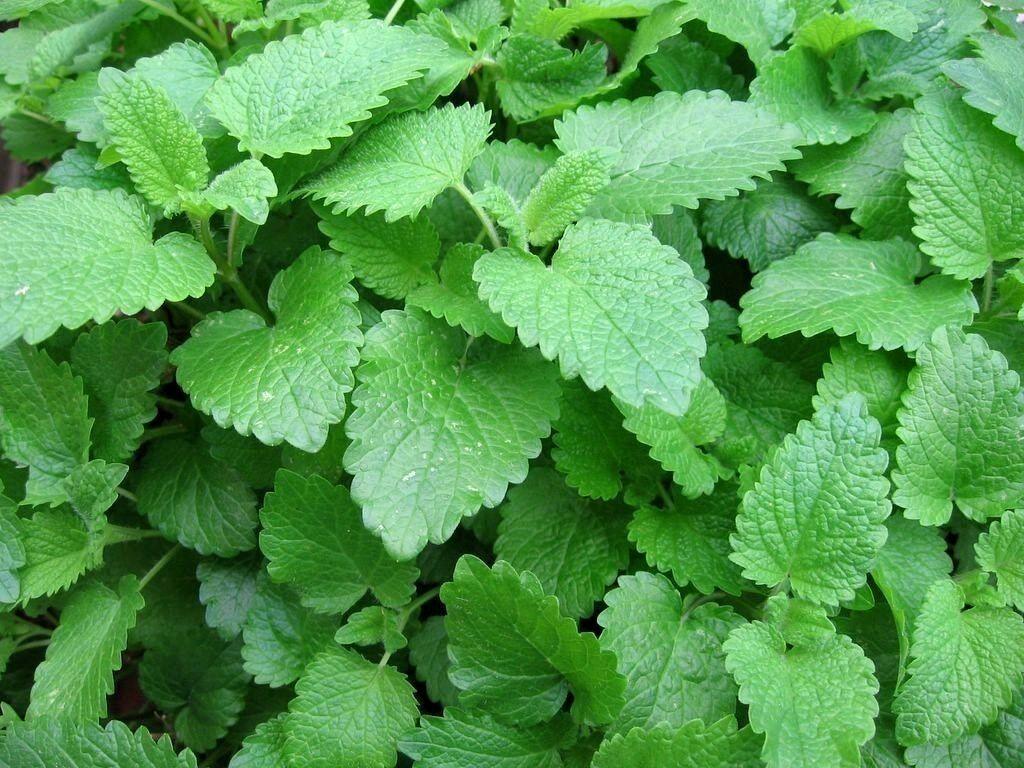 Mint Mix Seeds | 4 Packs (Peppermint, Spearmint, Lemon Mint, Lemon Balm) - Seed World