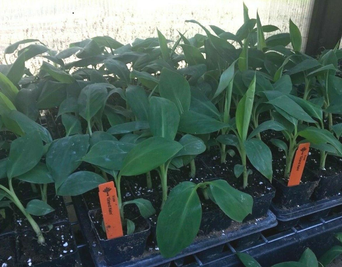 Musa - 'Gran Nain' - Banana Fruit Tree - Seed World
