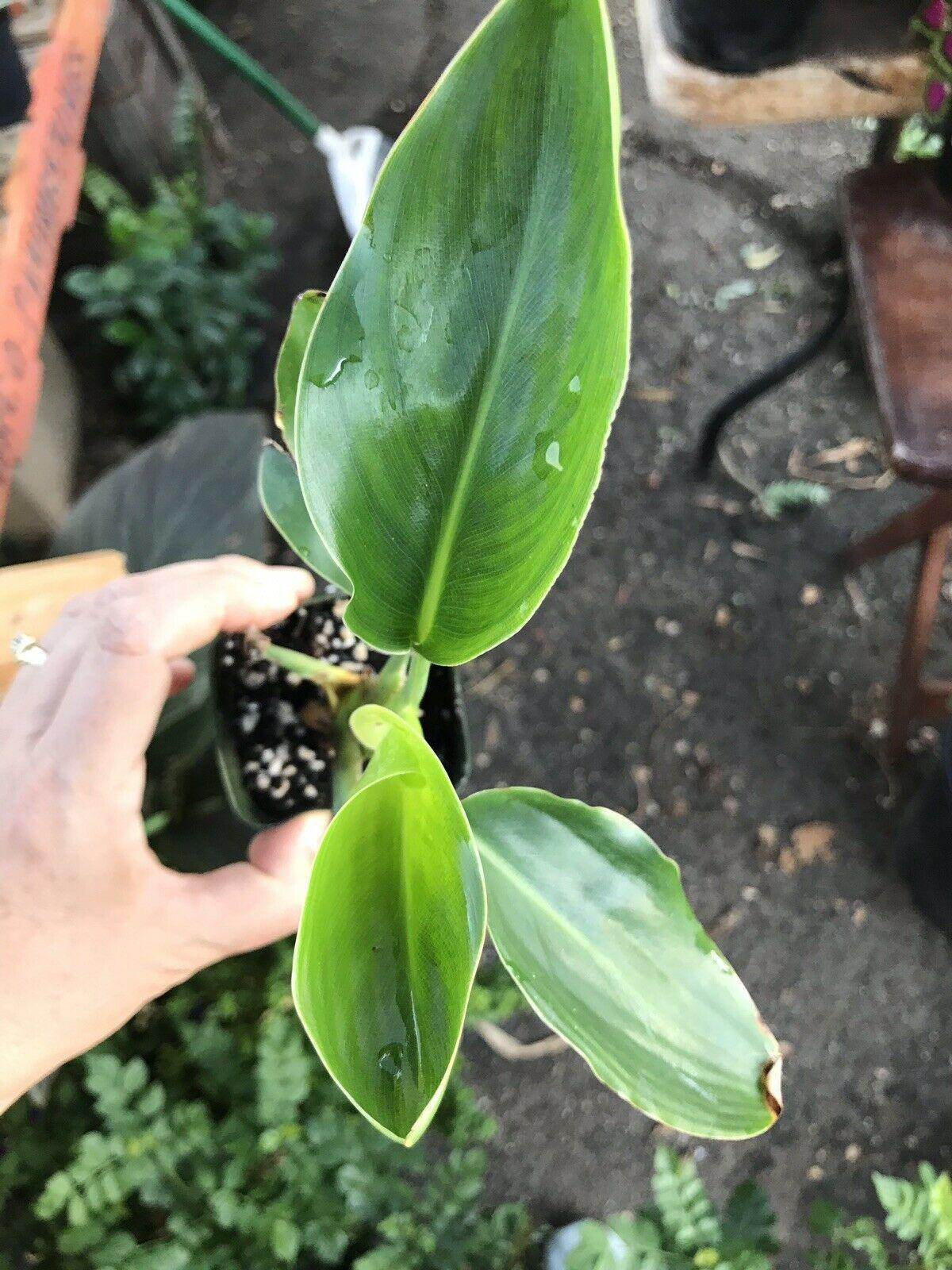 Orange Bird of Paradise - Strelitzia reginae - Live Plant - Seed World