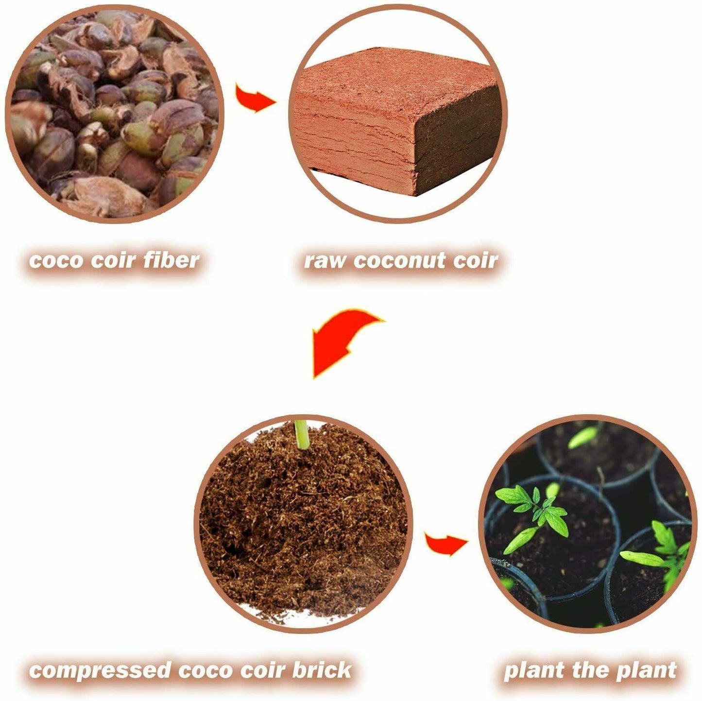 Organic Coco Coir Bricks - Seed World
