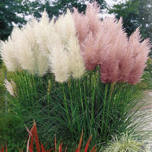 White and pink pampas grass growing side by side in garden