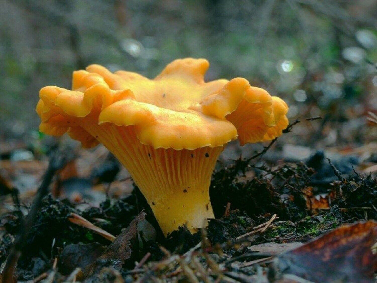 Detailed view of a perfect Chanterelle mushroom, cultivated from spores