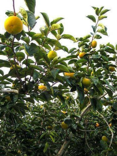 Persimmon Tree Diospyros Fruit Seeds - Seed World