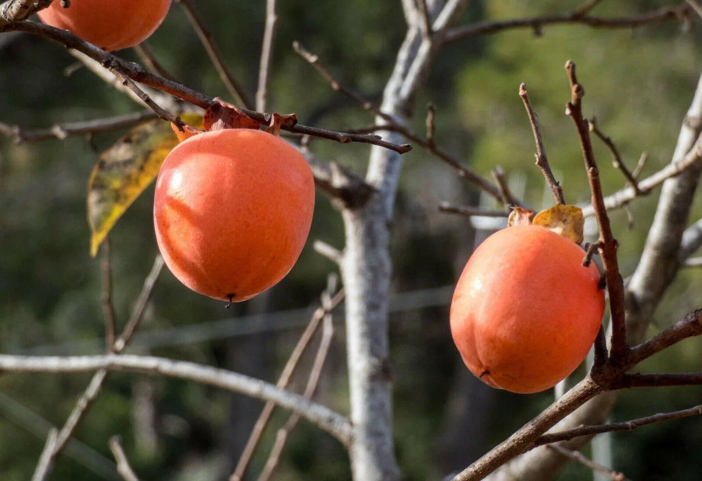Persimmon Tree Diospyros Fruit Seeds - Seed World